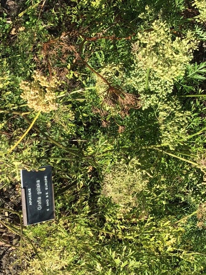 Grafia golaka — houseplant care guide