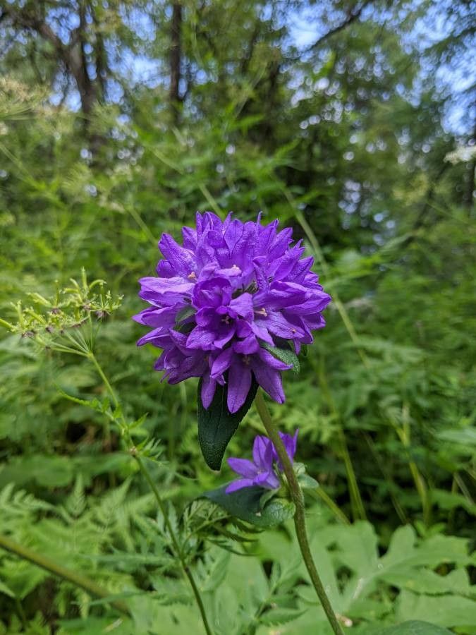 Campanula cervicaria flower