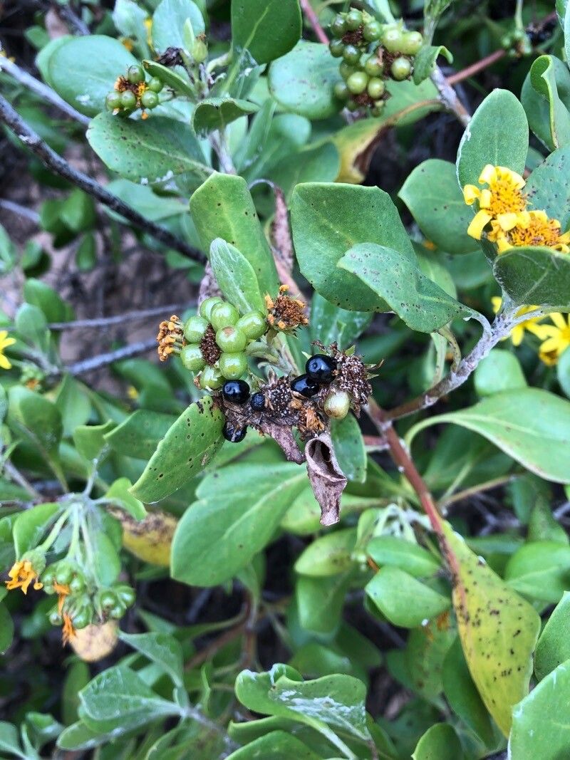 Osteospermum moniliferum fruit