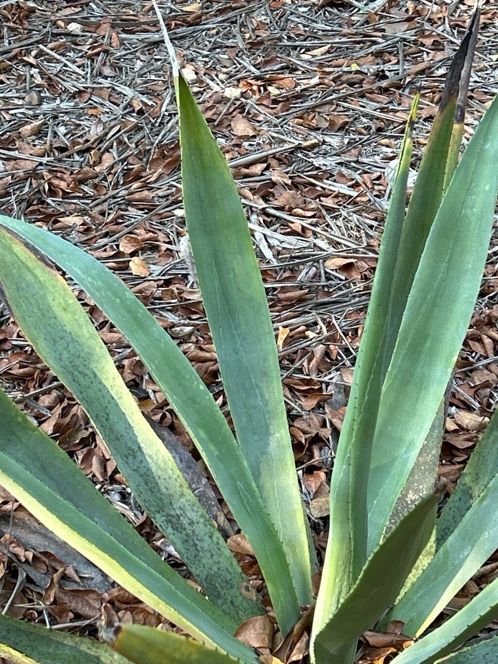 Agave cacozela — houseplant care guide