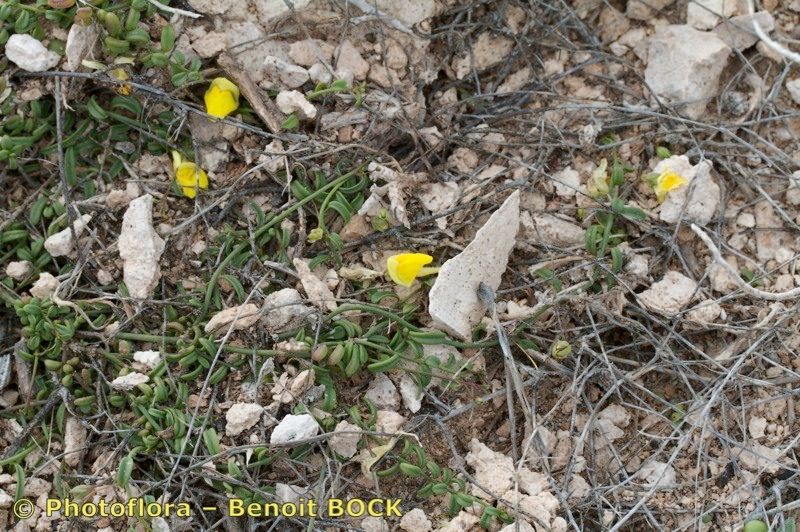 Kickxia urbanii habit