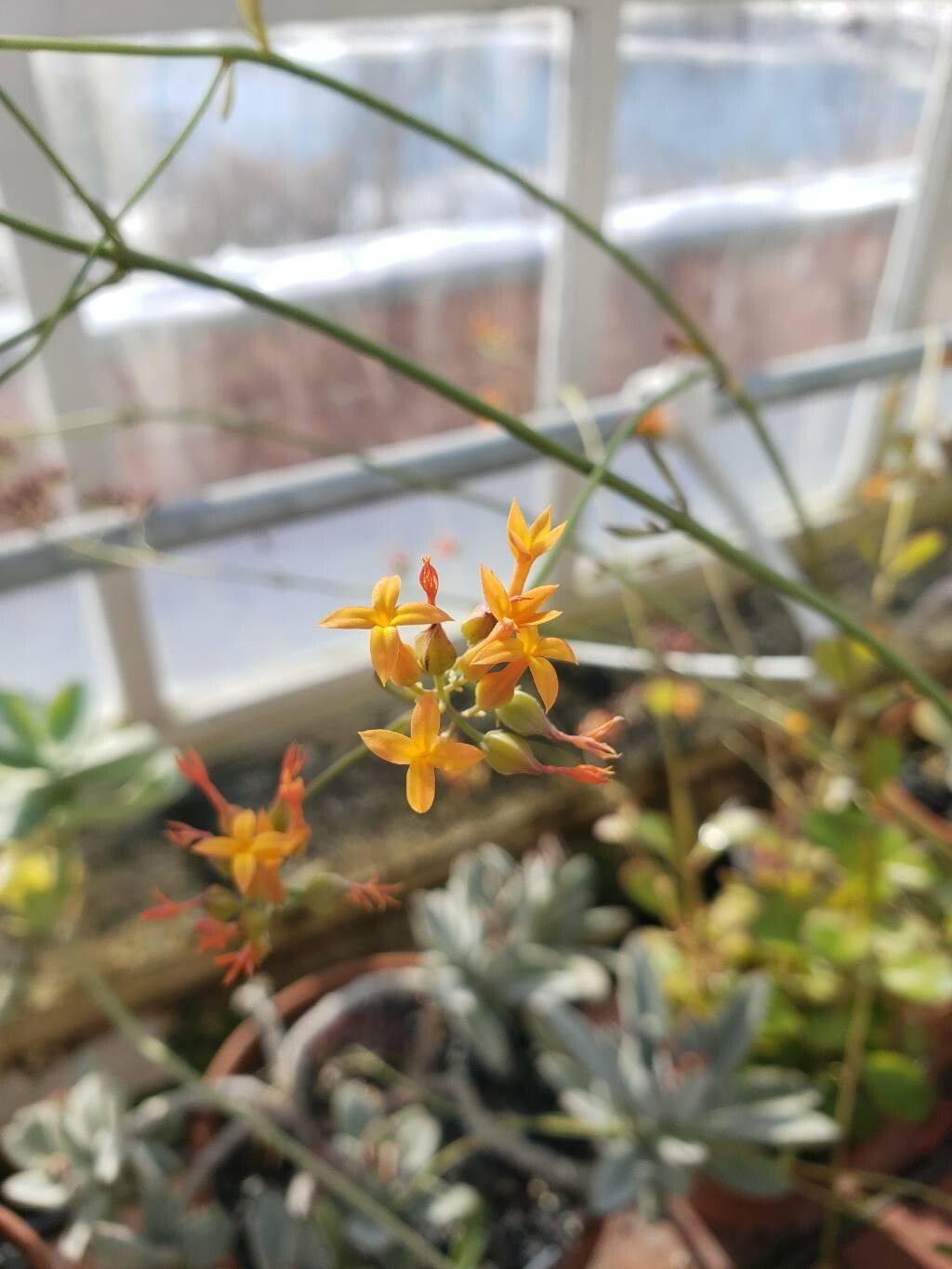 Kalanchoe robusta flower
