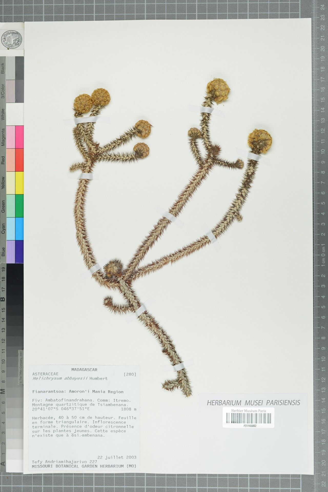 Helichrysum abbayesii