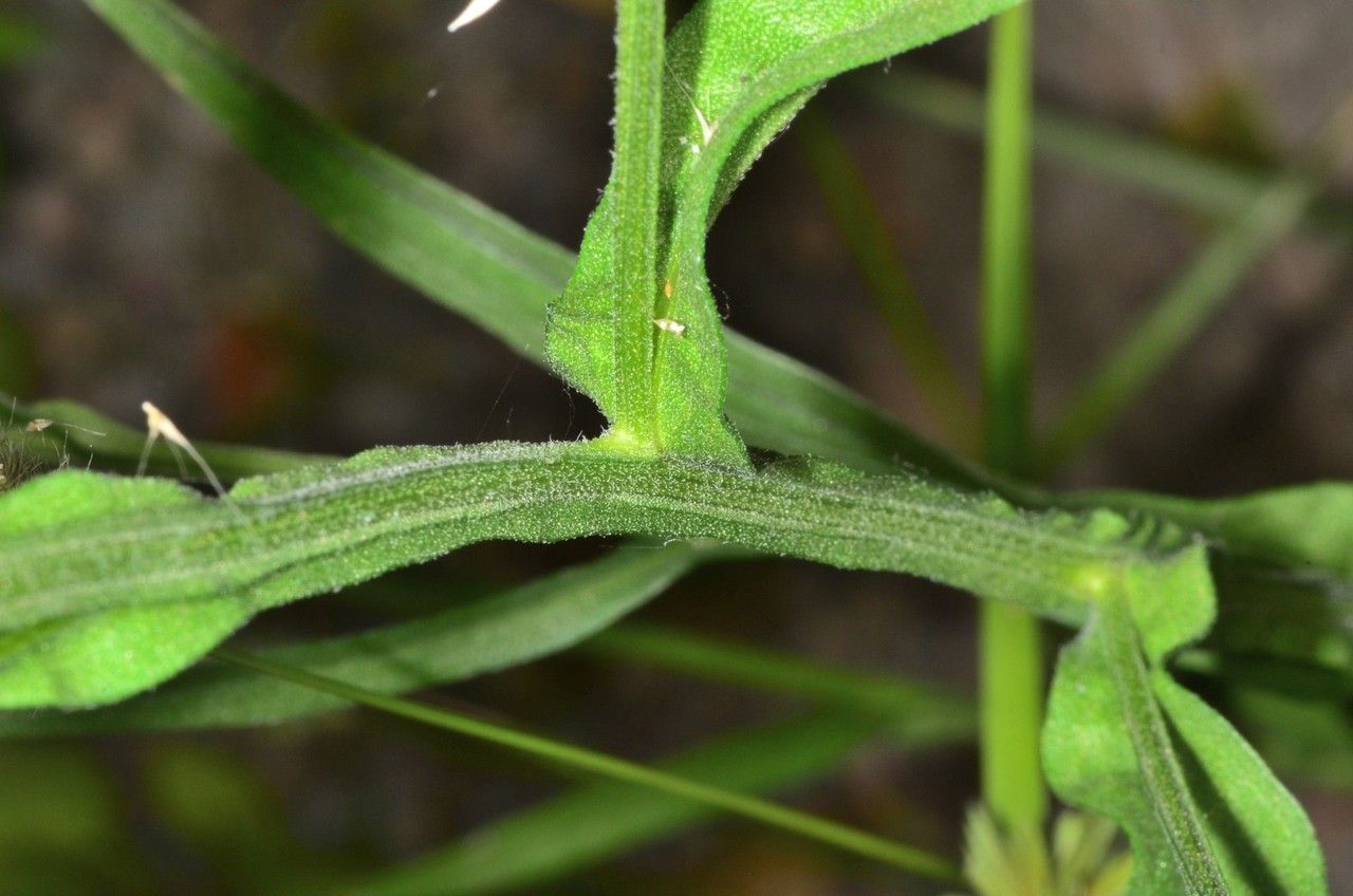Helenium puberulum bark