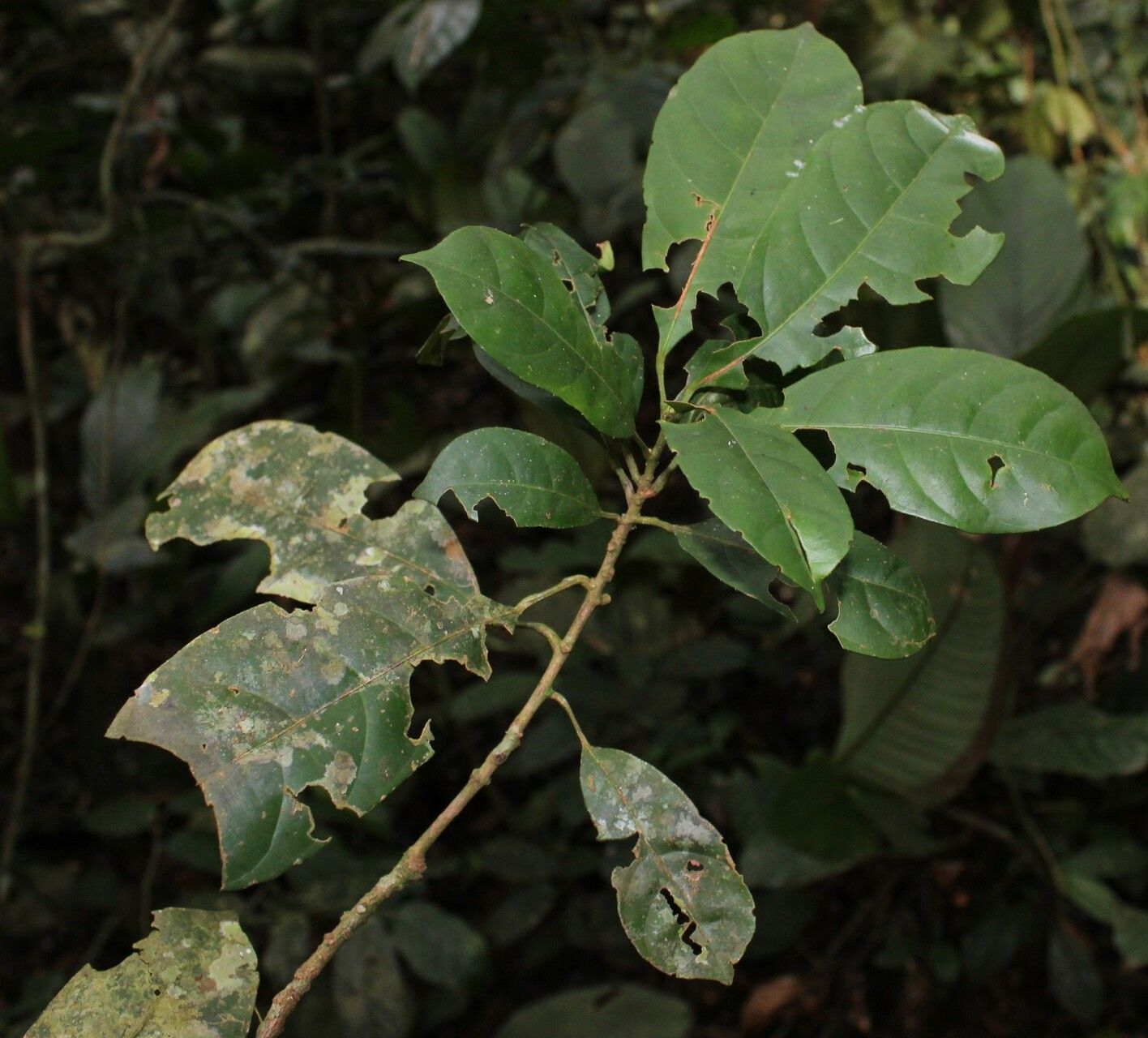 Antidesma vogelianum leaf