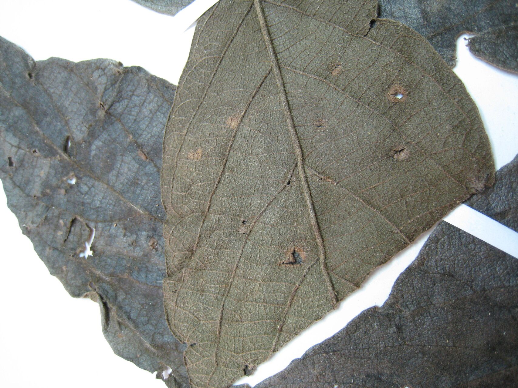 Cordia toqueve other