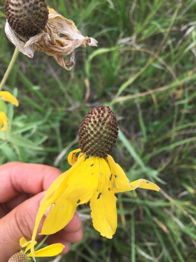 Ratibida pinnata fruit