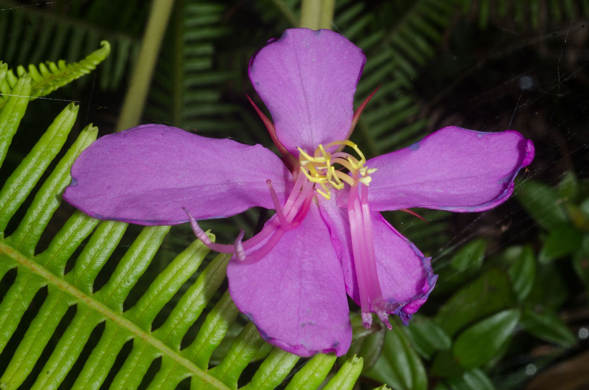 Guyonia arenaria — houseplant care guide