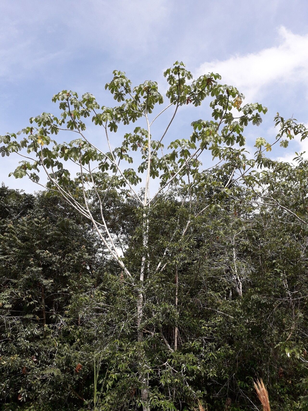 Cecropia membranacea habit