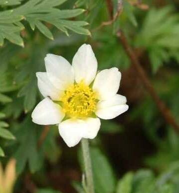 Dryas × suendermannii — related species from the same genus