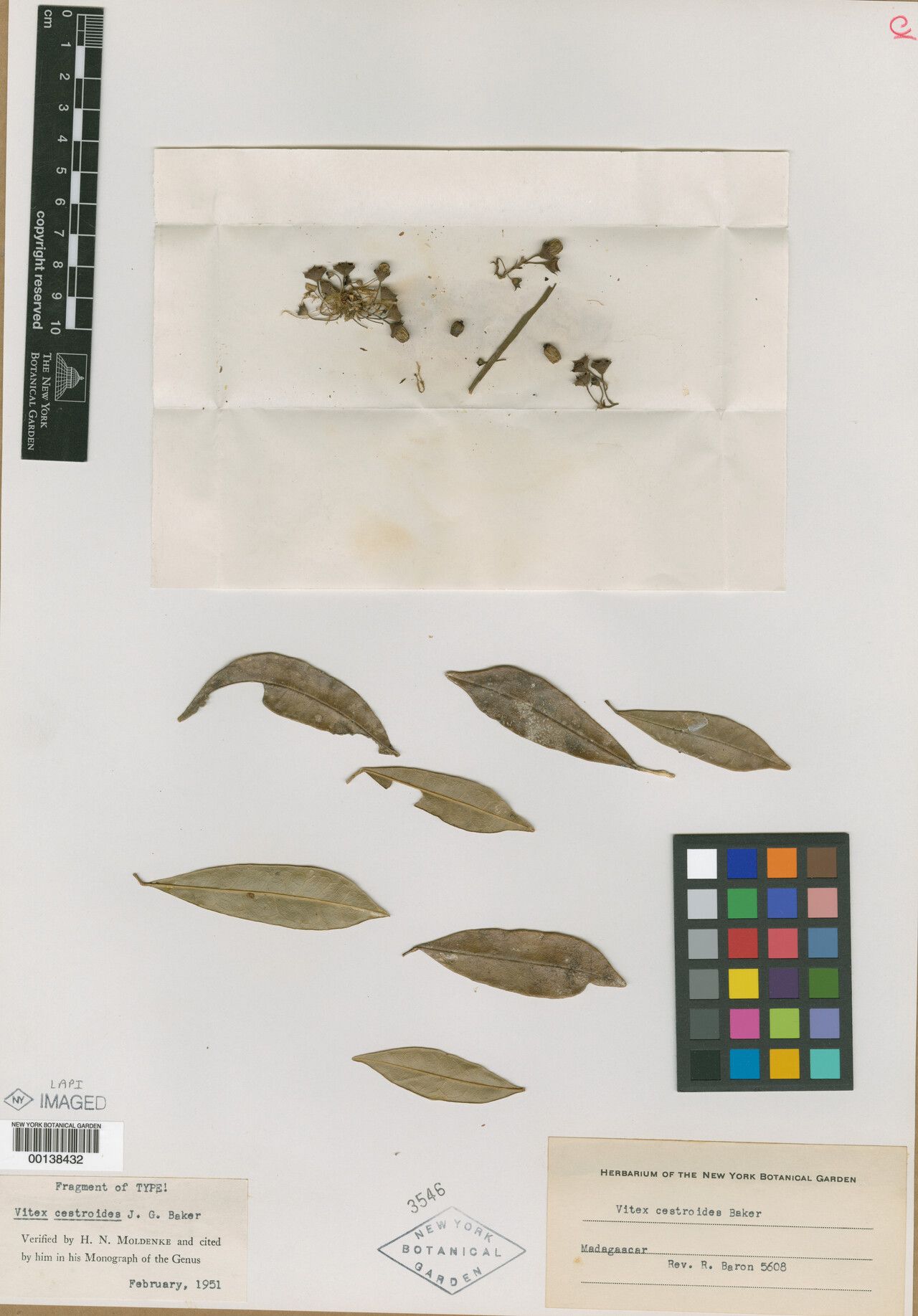 Vitex cestroides — houseplant care guide