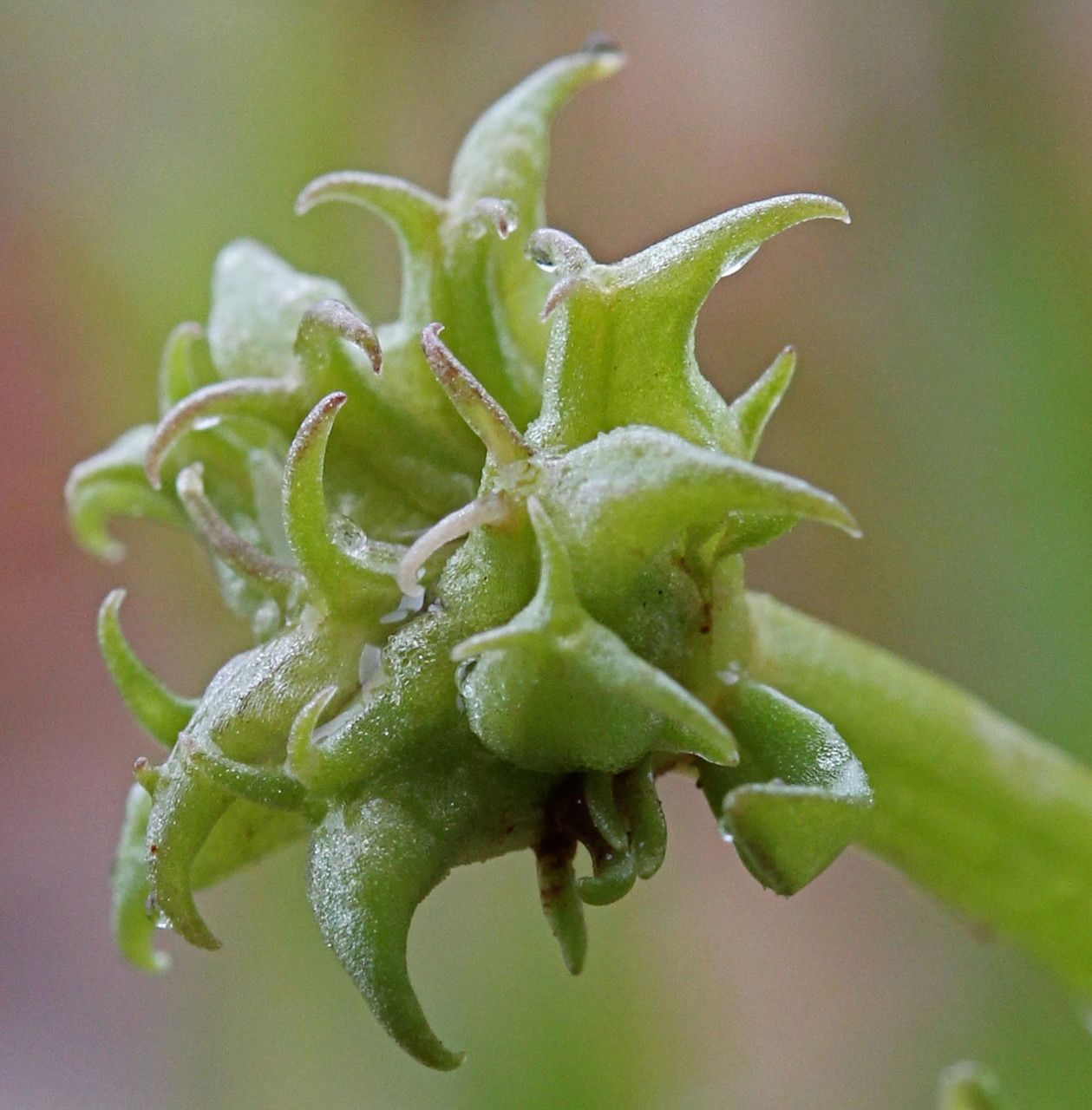 Valerianella echinata fruit