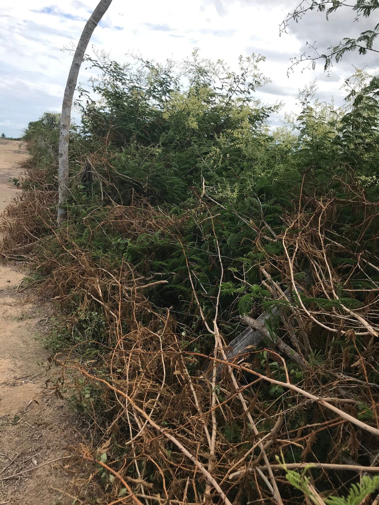 Senegalia amazonica habit