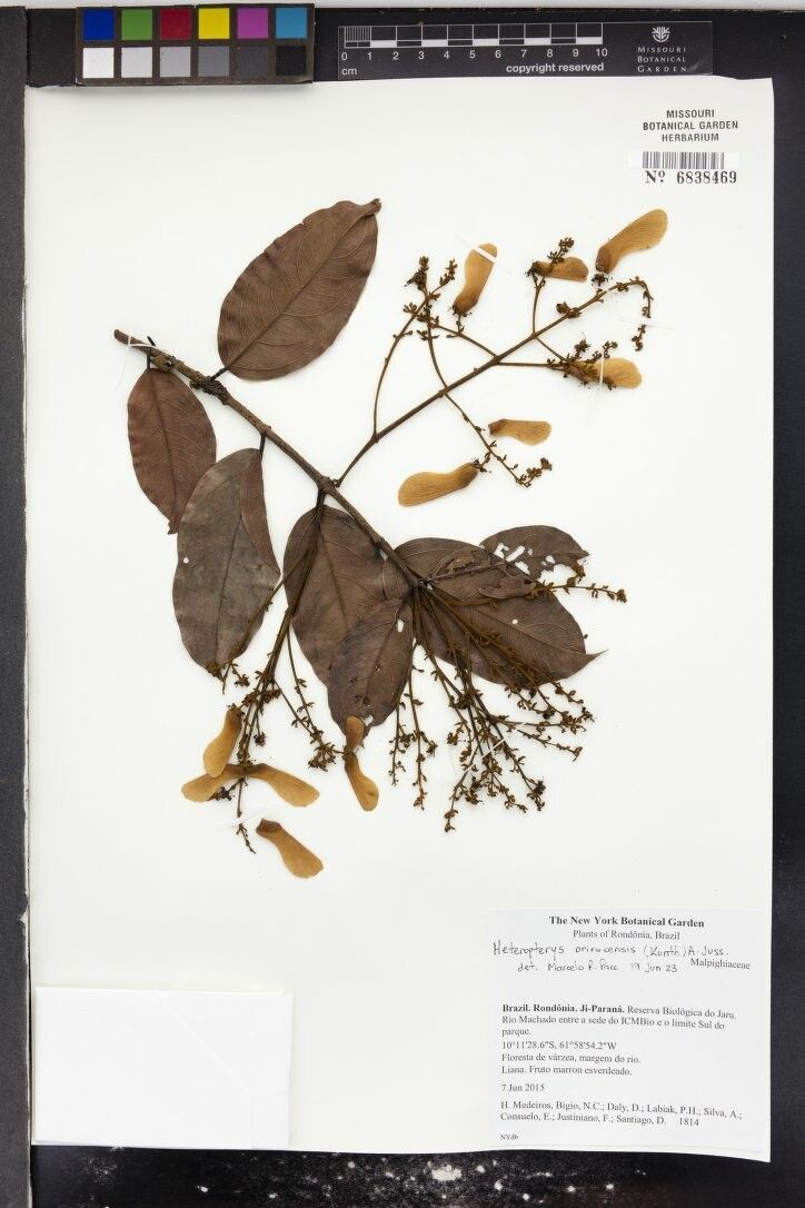 Heteropterys orinocensis — houseplant care guide