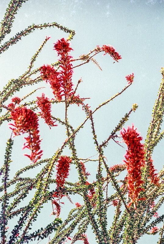 Fouquieria splendens flower