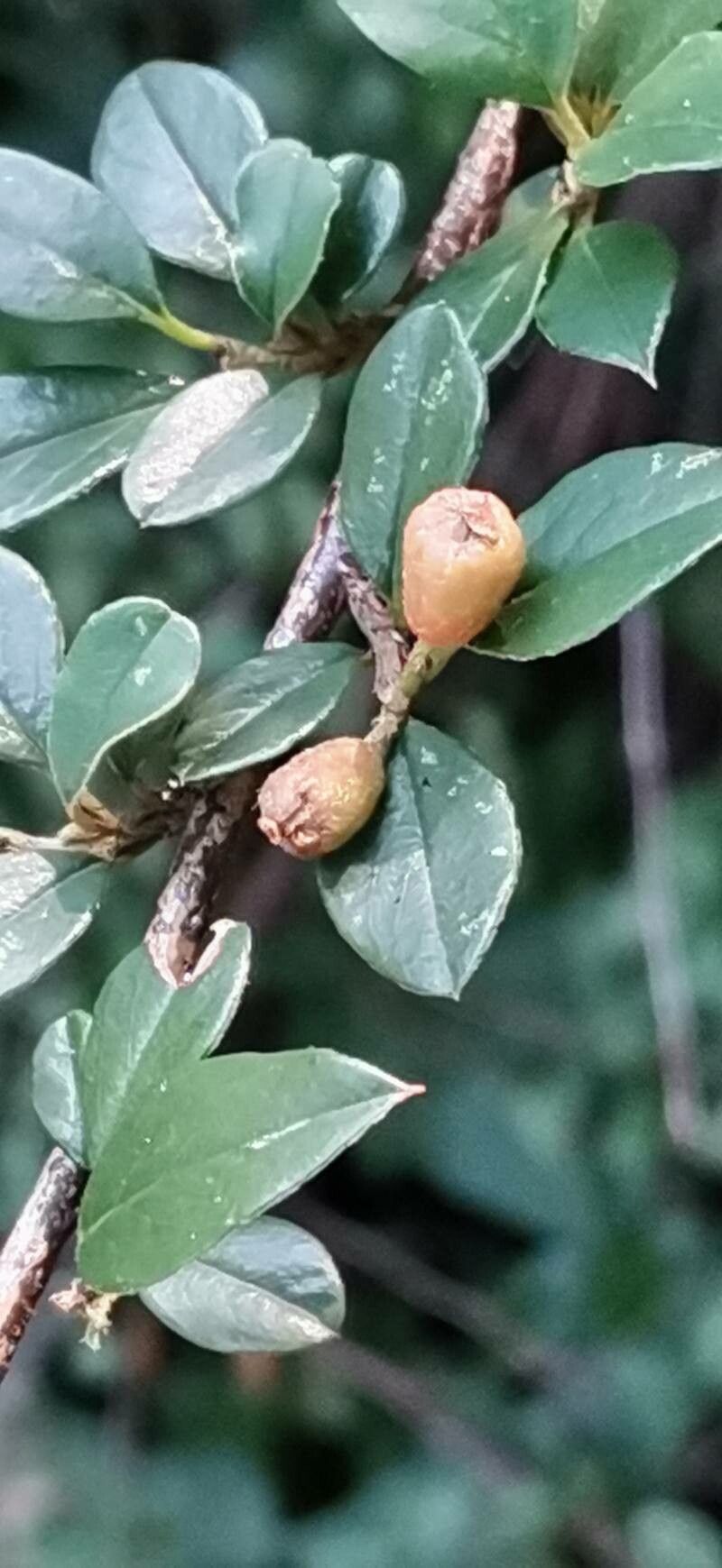 Cotoneaster sichuanensis fruit