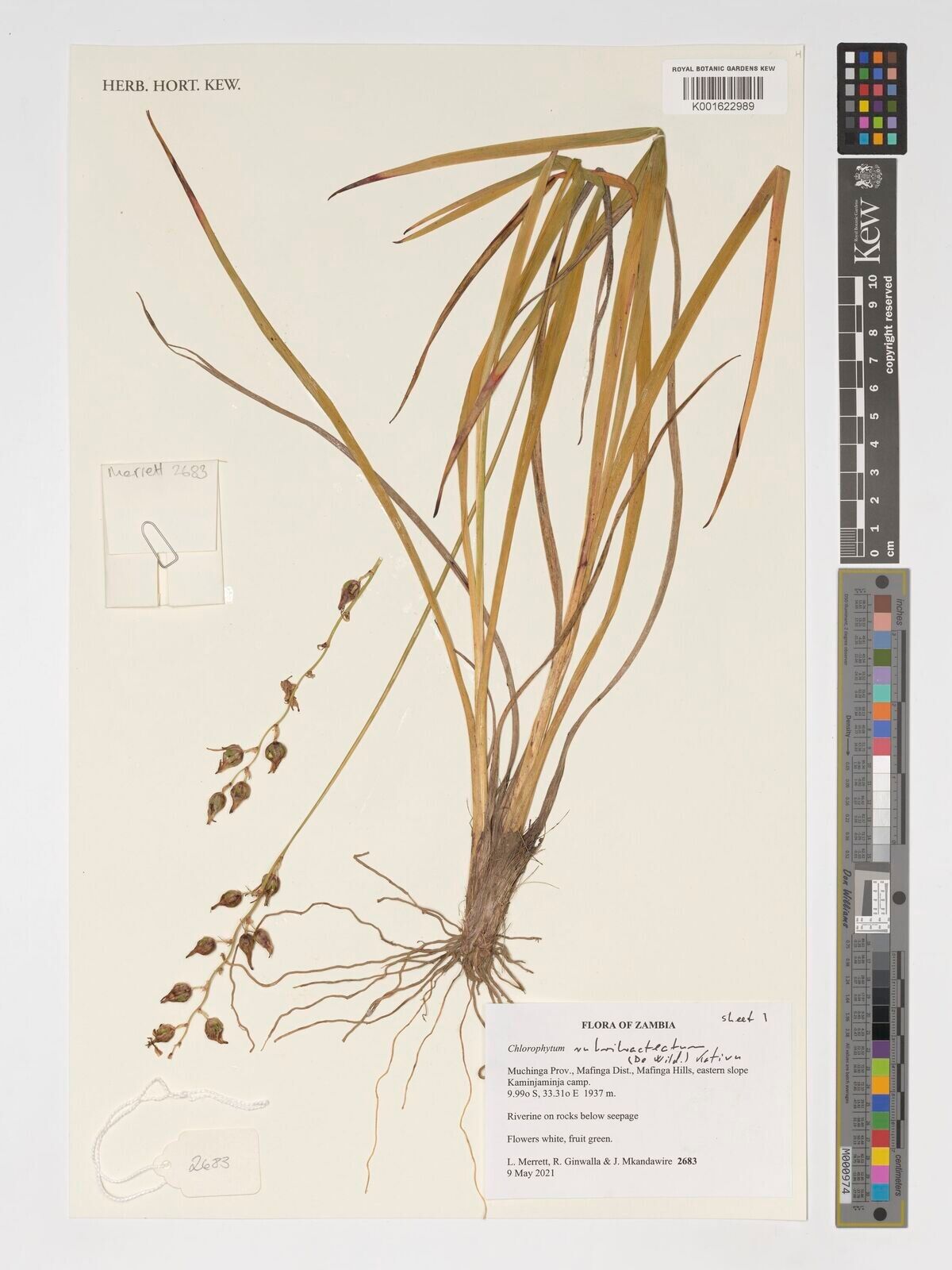 Chlorophytum rubribracteatum — search result for 'Chlorophytum'