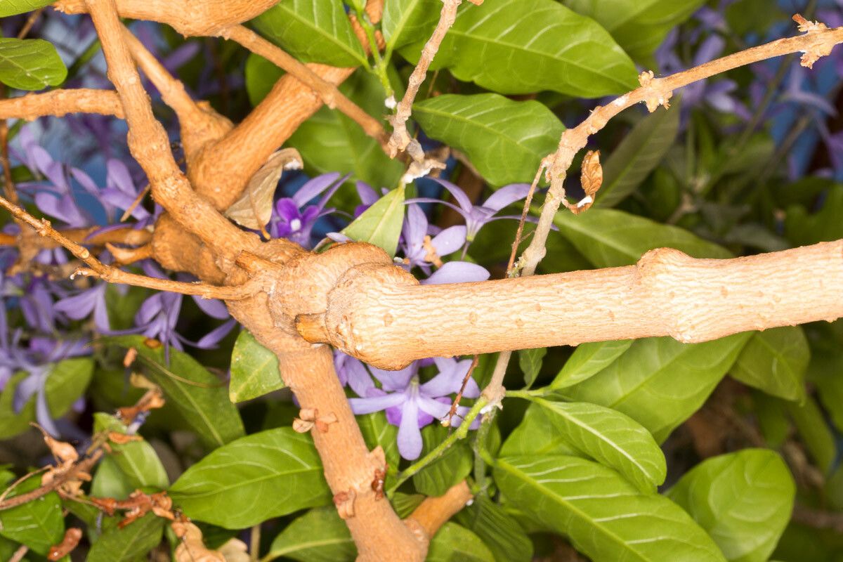 Petrea volubilis bark