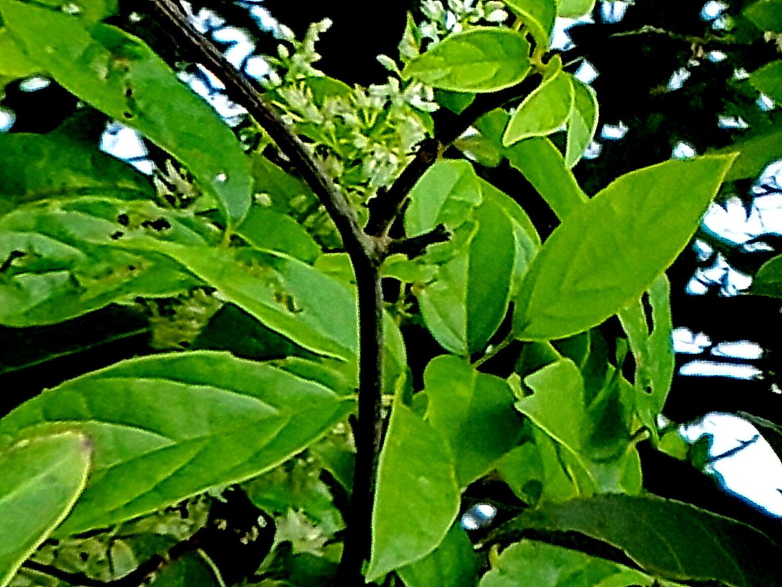 Itea chinensis — related species from the same genus