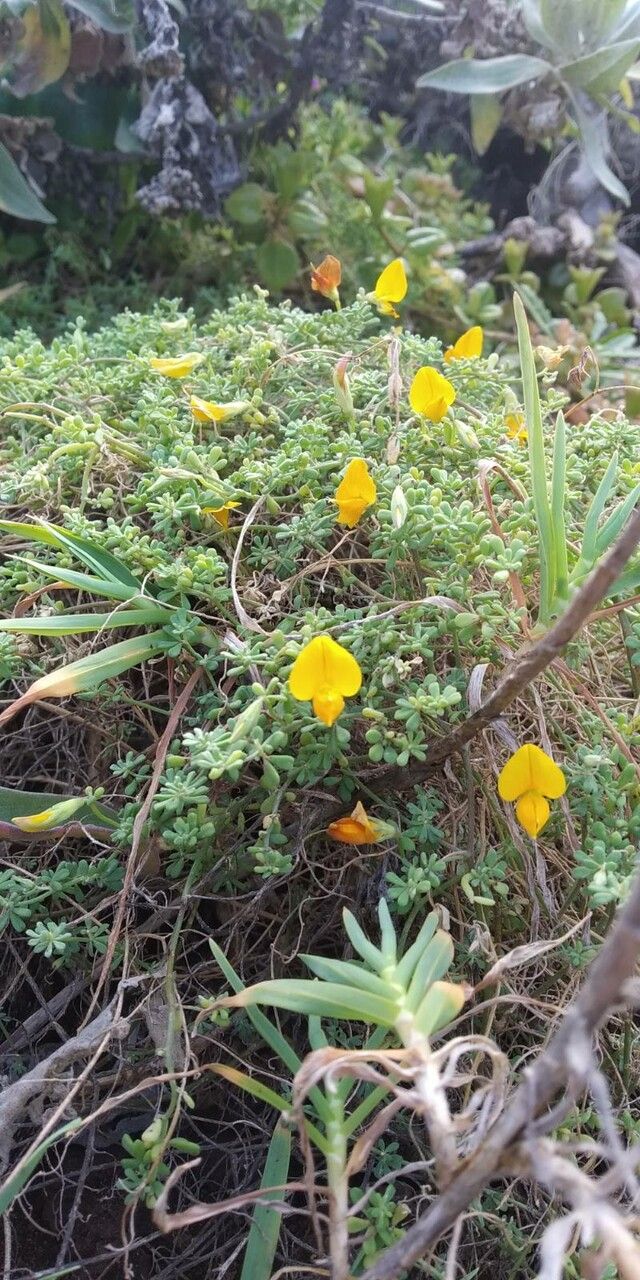 Lotus glaucus flower