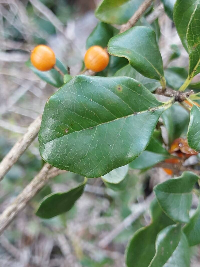 Pittosporum stenopetalum leaf