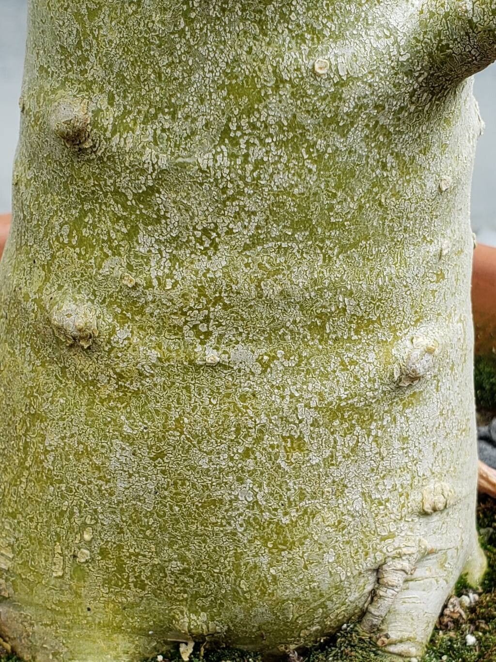 Dorstenia gigas bark