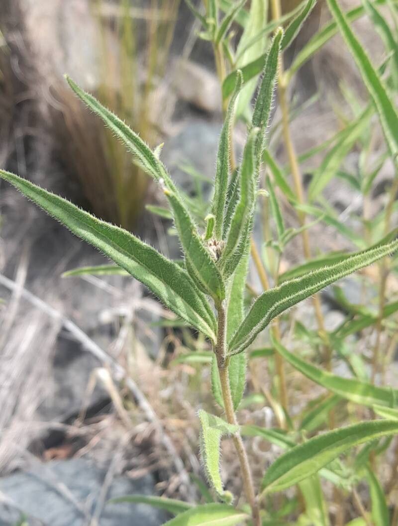 Aldama gilliesii — houseplant care guide