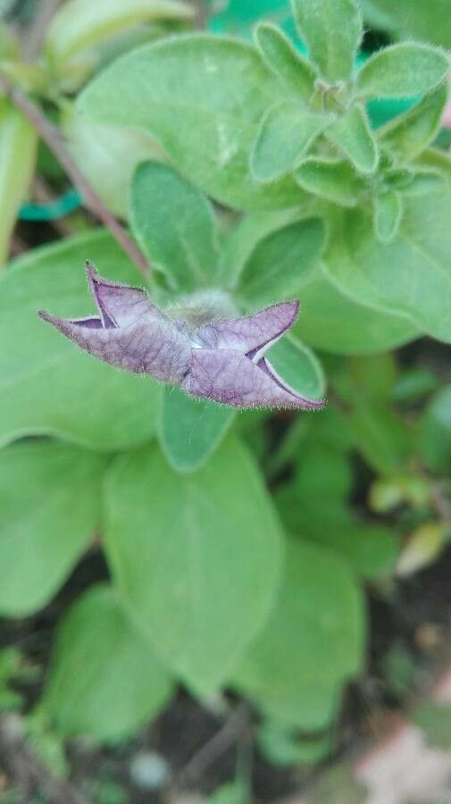 Petunia spp. fruit