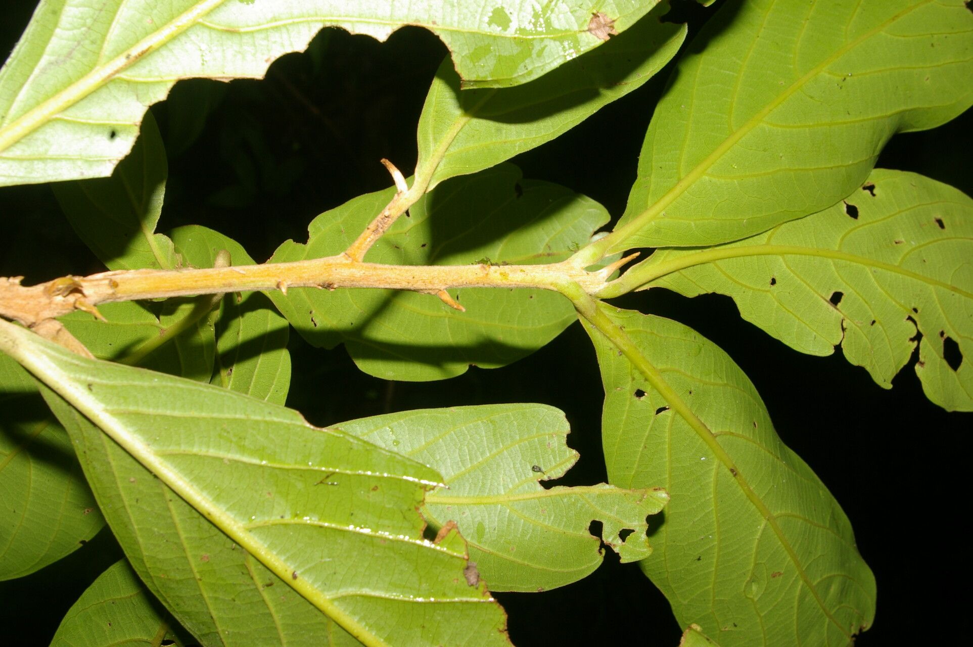 Ocotea austinii leaf