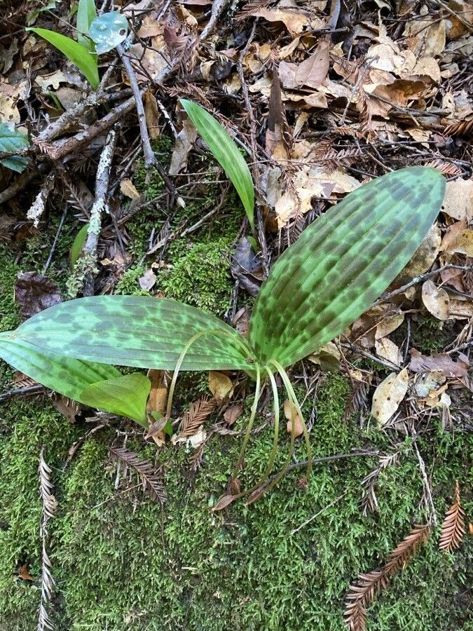 Scoliopus bigelovii leaf