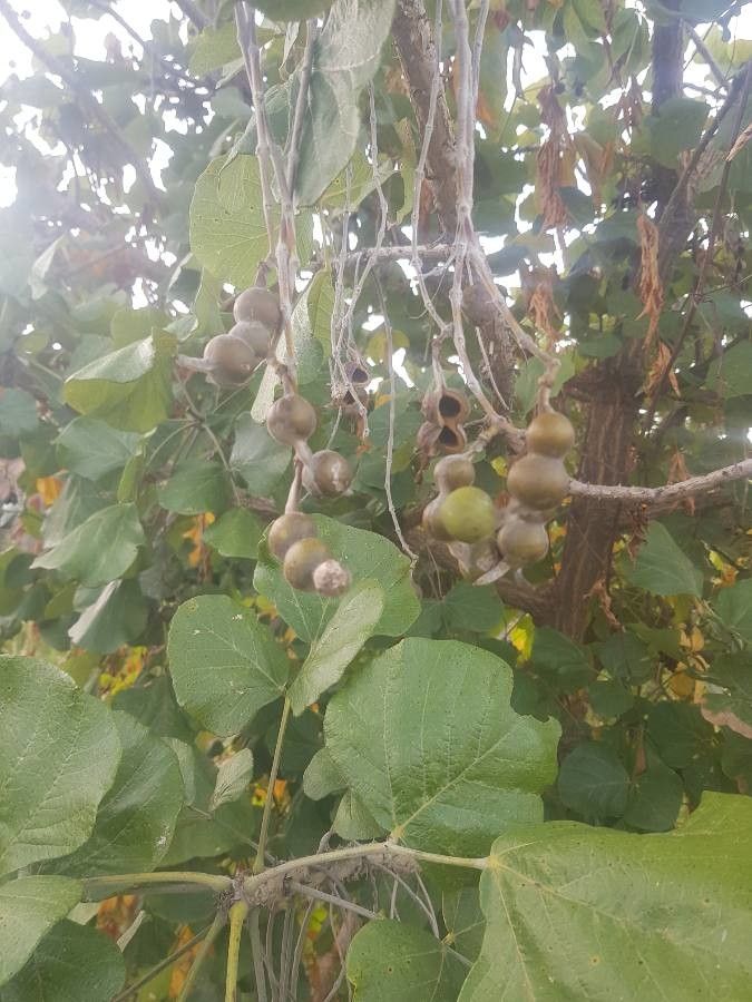 Erythrina sigmoidea fruit
