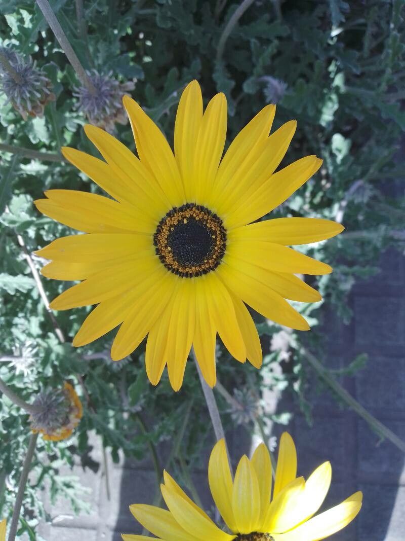 Arctotis acaulis flower
