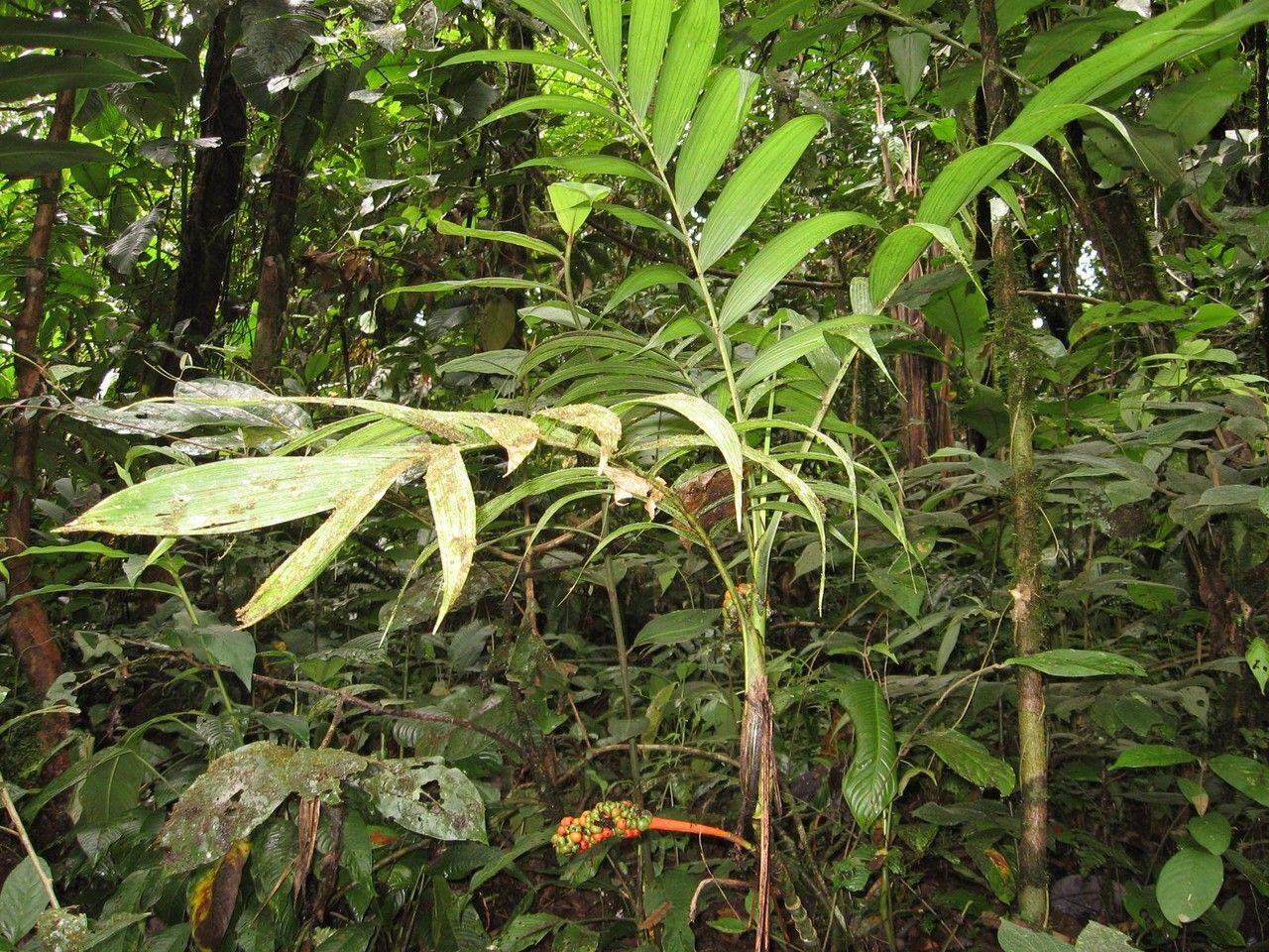 Chamaedorea crucensis habit