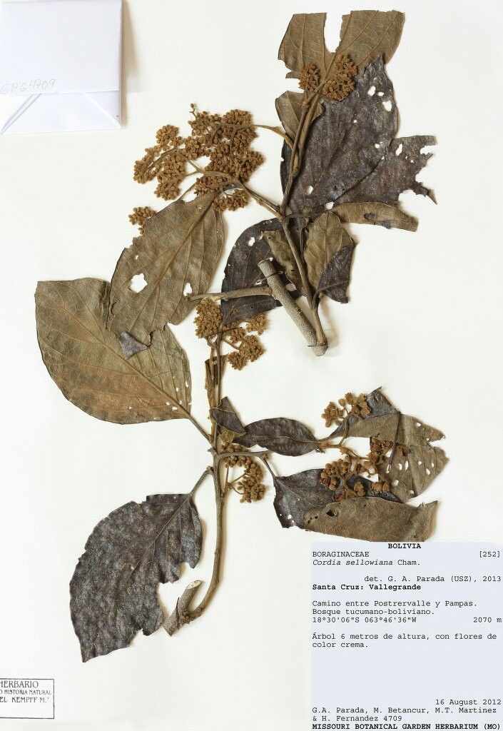 Cordia sellowiana other