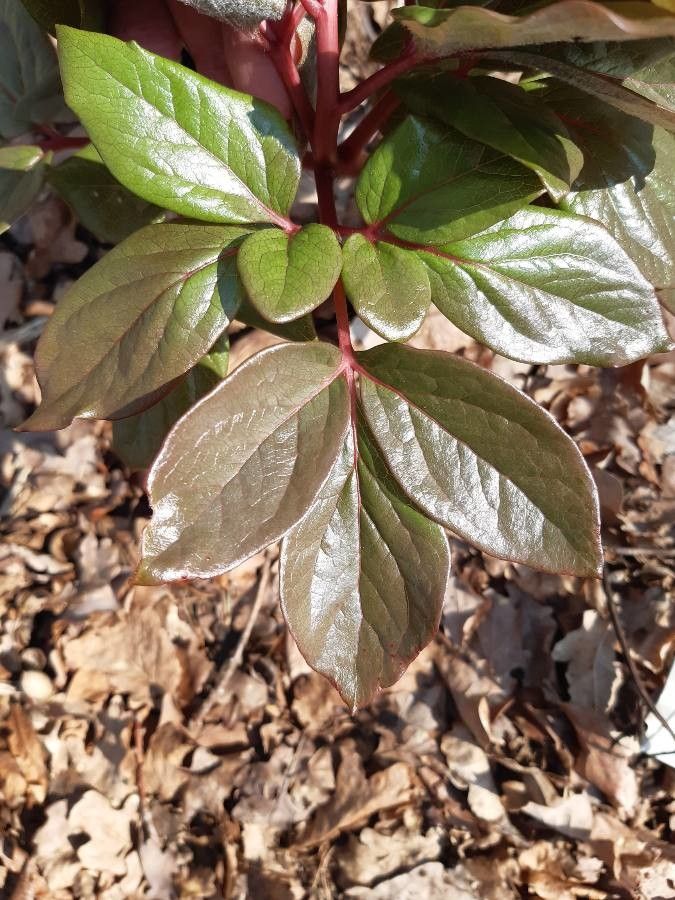 Paeonia corsica leaf