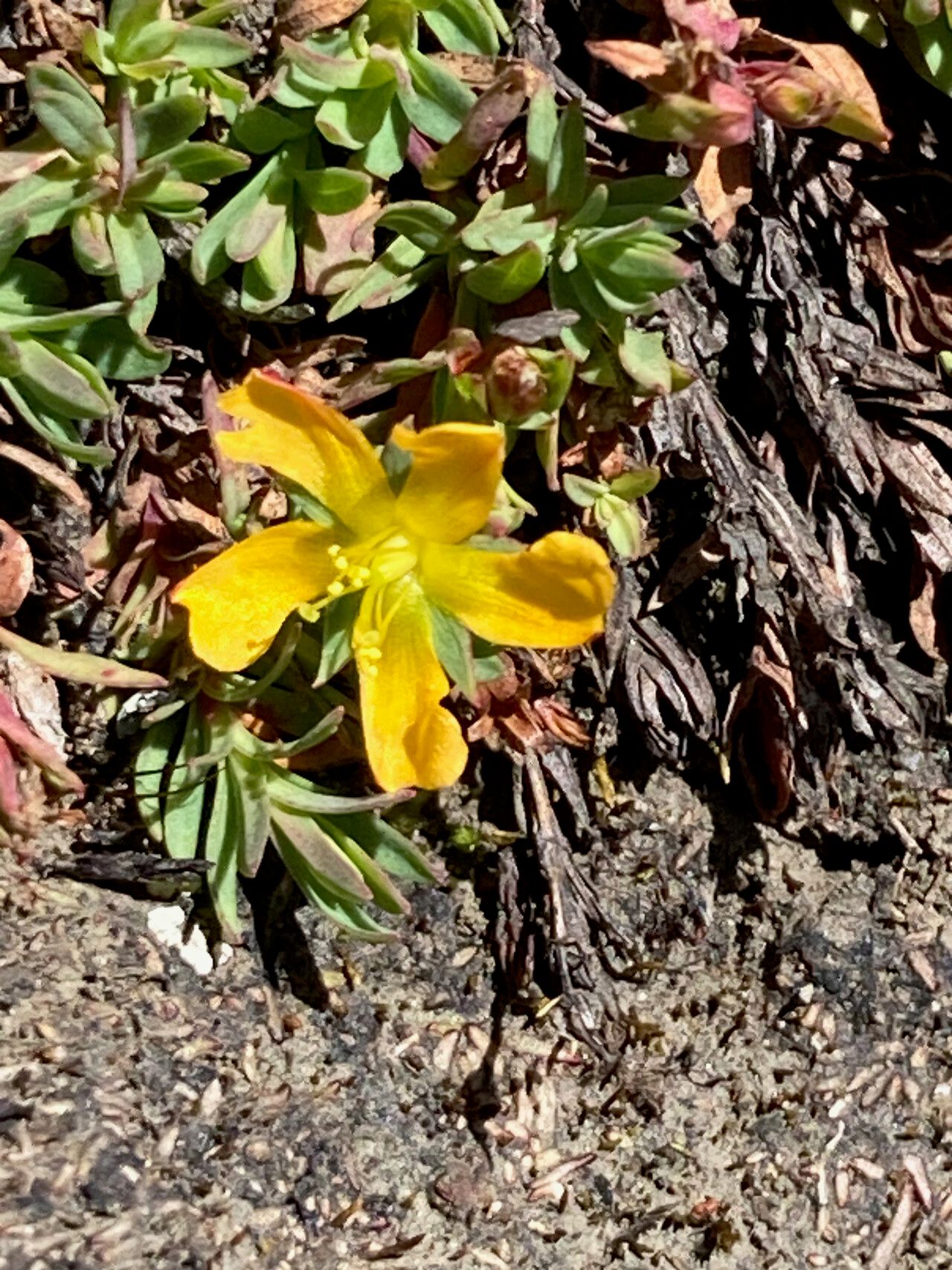 Hypericum brevistylum flower