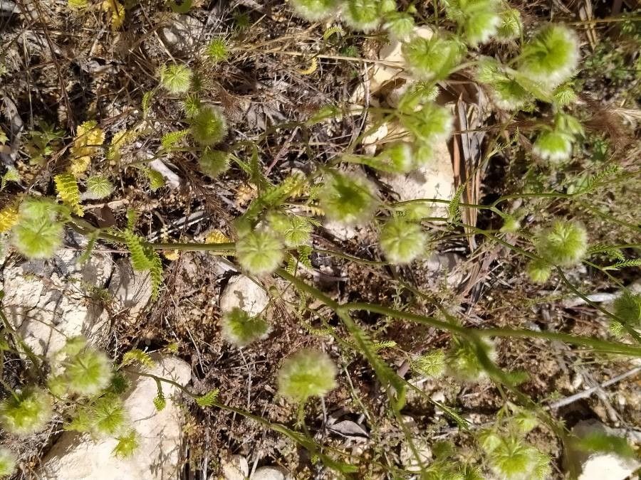 Lagoecia cuminoides flower