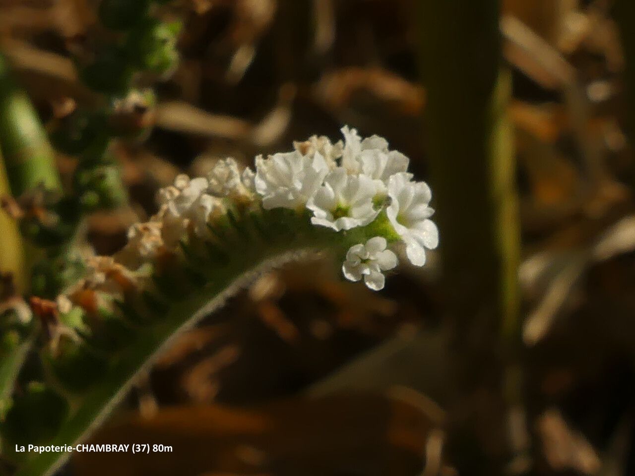 Heliotropium europaeum flower