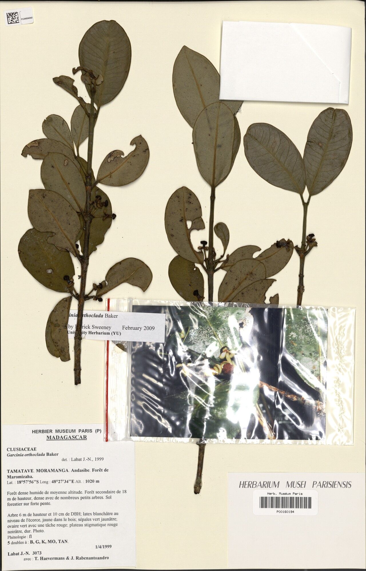 Garcinia orthoclada — houseplant care guide