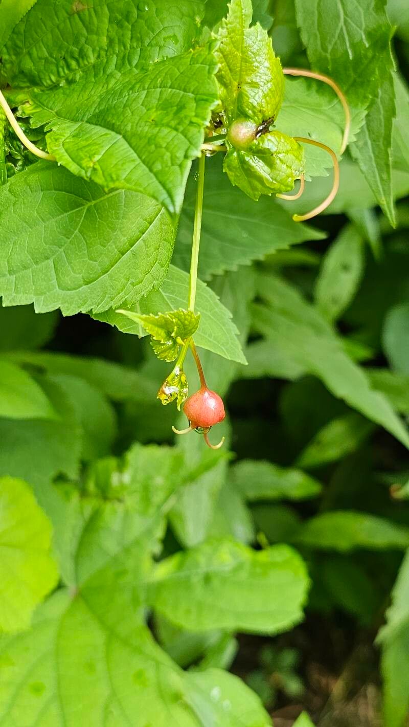 Amelanchier interior fruit