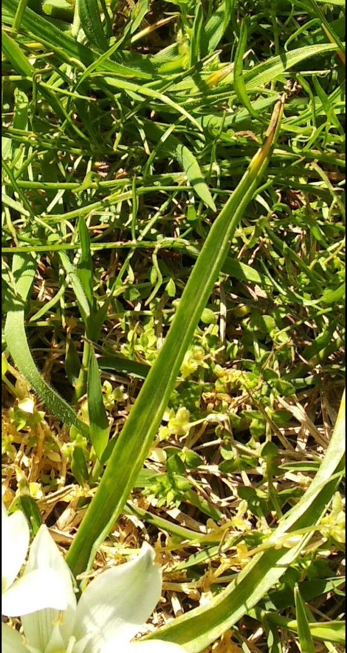 Ornithogalum baeticum — related species from the same genus
