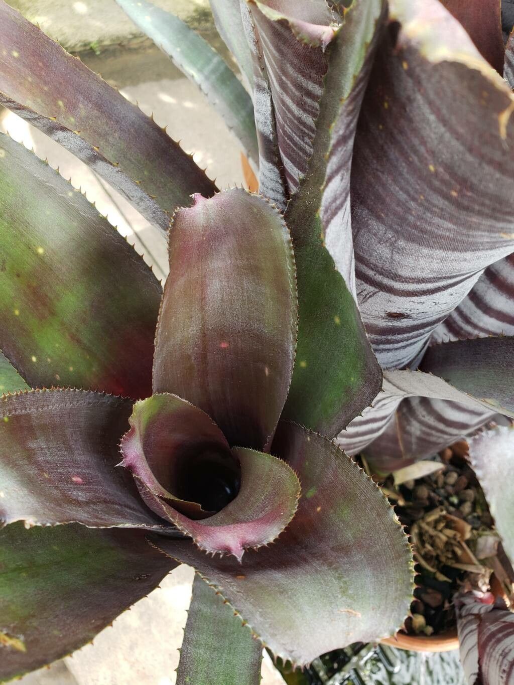 Billbergia horrida — search result for 'Billbergia'