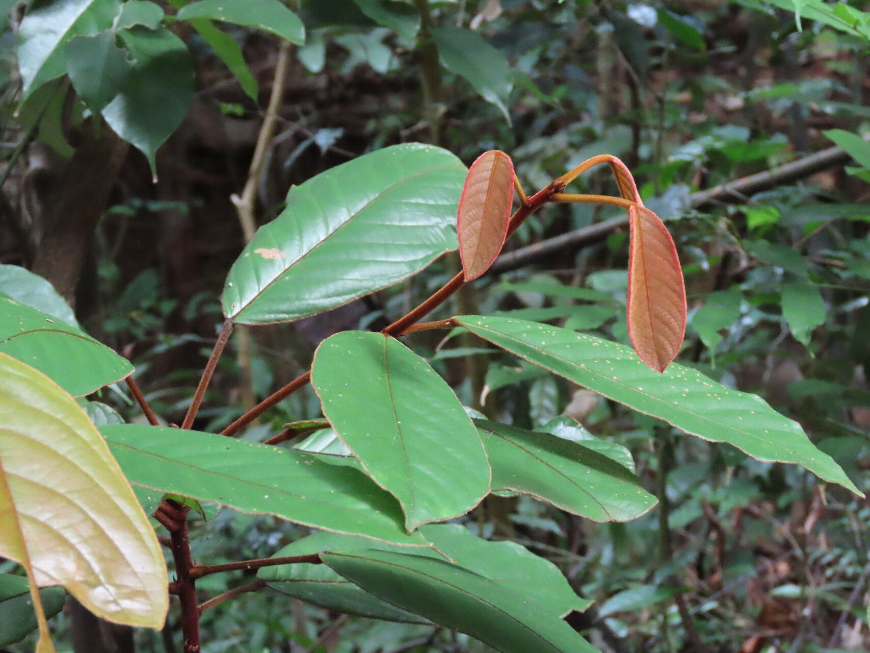 Elaeocarpus ferrugineus leaf