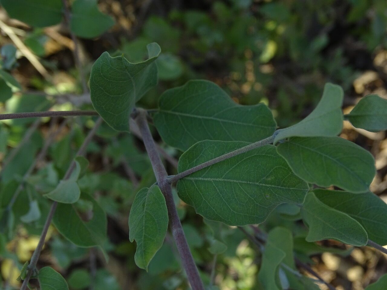Guiera senegalensis — search result for 'Senegal'