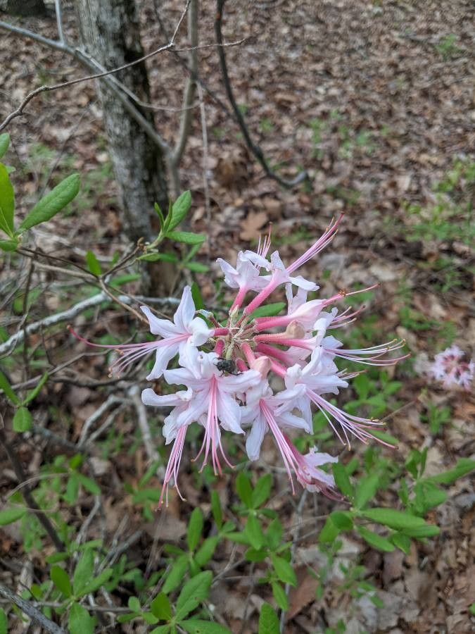 Rhododendron canescens flower
