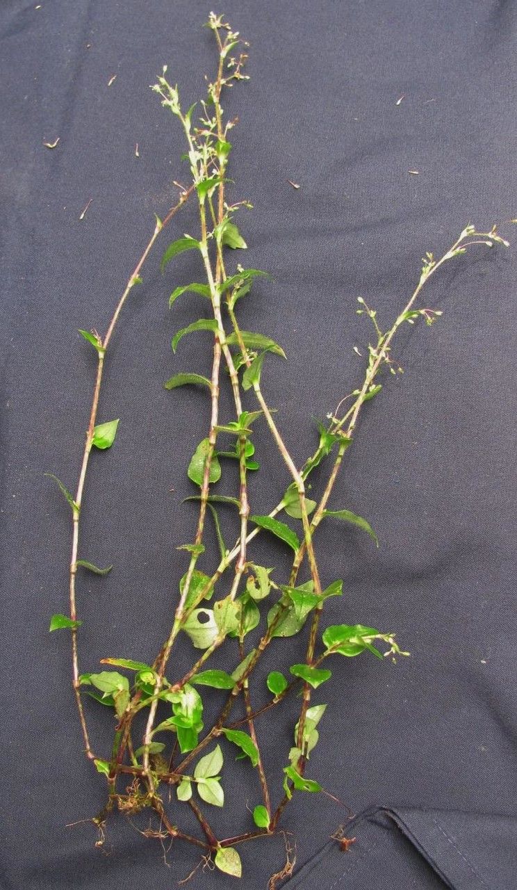 Callisia monandra other