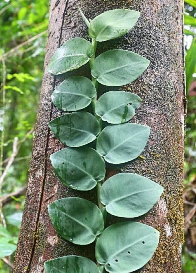 Rhaphidophora hayi leaf