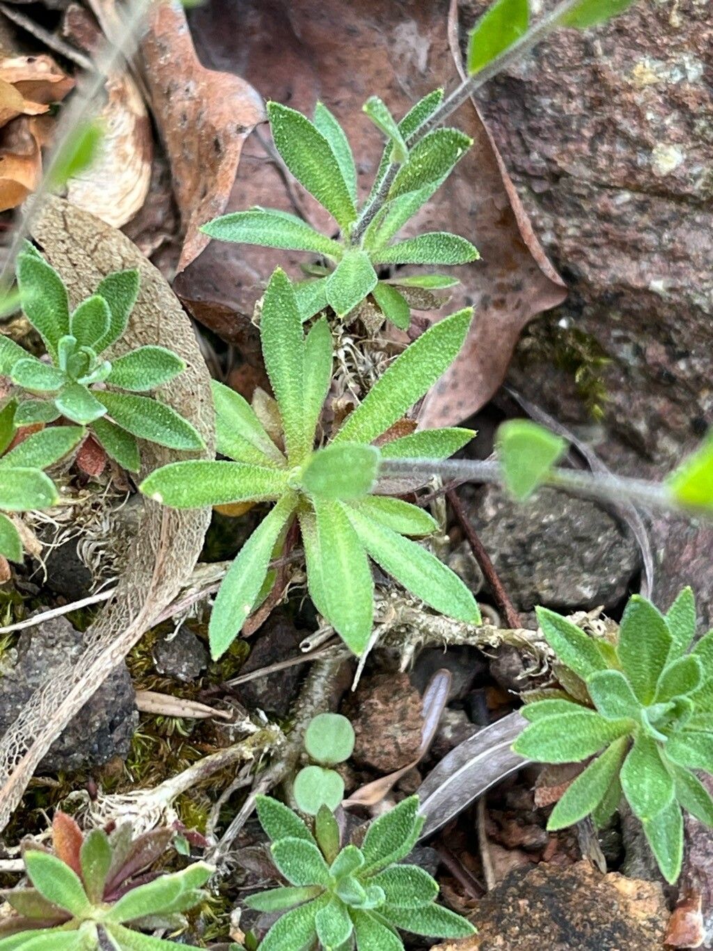 Draba magellanica — houseplant care guide