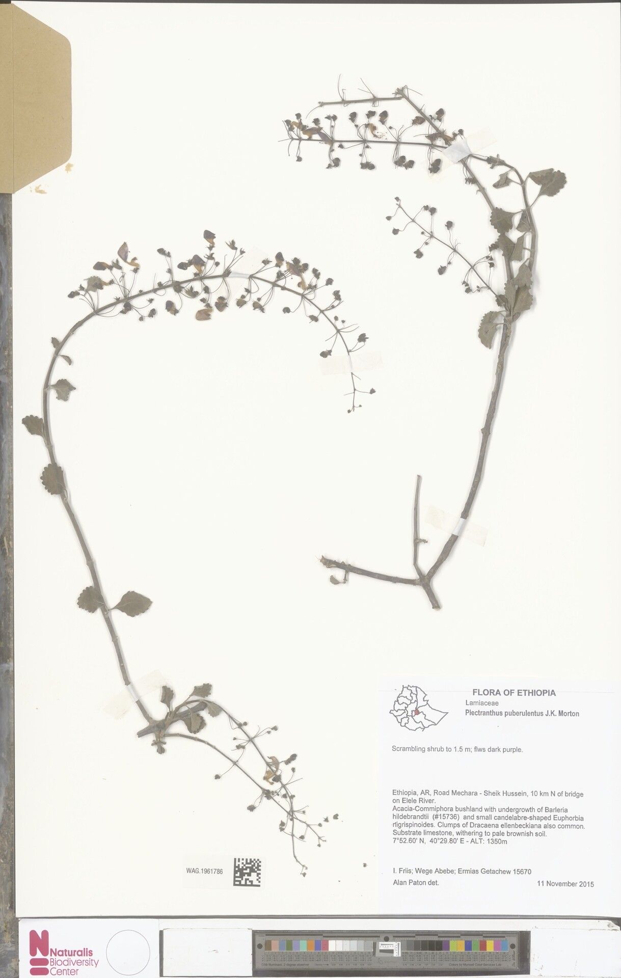 Coleus gracilis — houseplant care guide