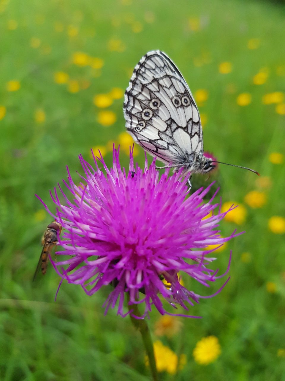Cirsium tuberosum flower